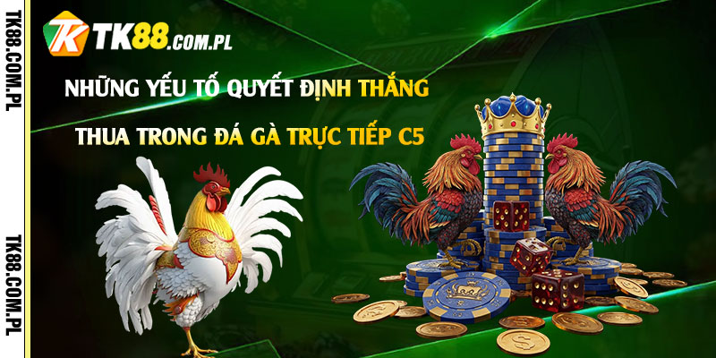 Đá Gà Trực Tiếp C5 - Video Đá Gà Trực Tiếp Tk88 Đang Diễn Ra 3 Những Yếu Tố Quyết Định Thắng Thua Trong Đá Gà Trực Tiếp C5